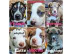 Adopt Coffee Pups a Mixed Breed, Hound