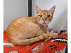 Adopt Armstrong a Domestic Short Hair, Tabby