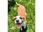 Adopt Mayson a Beagle
