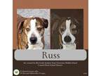 Adopt Russ a Hound, Pit Bull Terrier