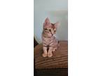 Adopt Rocky a Domestic Short Hair, Tabby