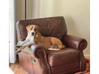 Adopt MACGYVER a Treeing Walker Coonhound
