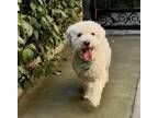 Adopt Canelo #478 a Maltipoo