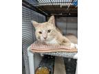 Adopt Hudson a Domestic Short Hair