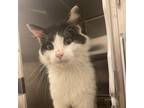 Adopt Jean Paul a Domestic Medium Hair