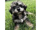 Adopt Sturgis a Poodle, Yorkshire Terrier