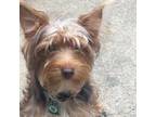 Adopt Sphinx a Yorkshire Terrier