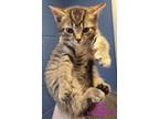 Adopt Ursher a Domestic Short Hair