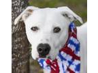 Adopt BERT a Pit Bull Terrier, Mixed Breed