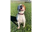 Adopt BUTTER a Staffordshire Bull Terrier