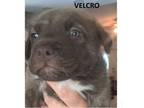 Adopt Velcro a Mixed Breed