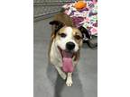 Adopt Otis a Staffordshire Bull Terrier, Mixed Breed
