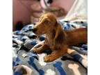Dachshund Puppy for sale in Inverness, FL, USA