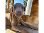Doberman Pinscher Puppy for sale in Escalon, CA, USA