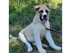 Mutt Puppy for sale in Condon, MT, USA