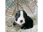 Great Dane Puppy for sale in Madisonville, LA, USA
