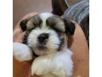 Shih Tzu Puppy for sale in College Station, TX, USA