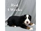 Bernese Mountain Dog Puppy for sale in Wrens, GA, USA