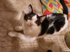 Adopt Rizzoli a Domestic Short Hair