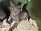 Adopt Moby a Domestic Short Hair