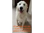 Adopt Rutherford a Great Pyrenees