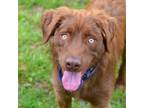 Adopt Pretzel a Australian Shepherd, Mixed Breed