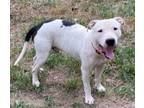 Adopt Sheldon a Pit Bull Terrier, Mixed Breed