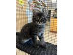 Adopt Dodger a Maine Coon