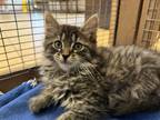 Adopt Tito a Maine Coon