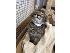 Adopt Oliver a Maine Coon