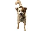 Adopt Bane a Jack Russell Terrier