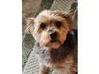 Adopt Kingsley a Yorkshire Terrier
