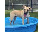 Adopt JUNO a Black Mouth Cur, Belgian Shepherd / Malinois