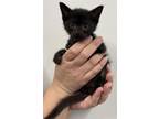 Adopt THARION a Domestic Short Hair