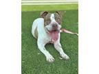 Adopt BOWEN a Pit Bull Terrier