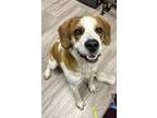 Adopt RICHMOND a Foxhound, Beagle