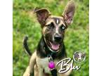 Adopt Blu Barnes a German Shepherd Dog, Husky