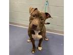 Adopt Eddie a Pit Bull Terrier