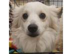 Adopt Murphy Medina a Cardigan Welsh Corgi, Pomeranian