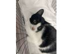 Adopt Teddy a Domestic Short Hair