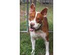 Adopt Monroe a Terrier, Mixed Breed