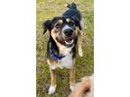 Adopt Moe a Hound, Mixed Breed