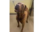 Adopt Old Feller a Pit Bull Terrier, Mixed Breed