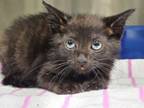 Adopt Baby Lou a Domestic Short Hair