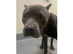 Adopt Mr.Nezzer a Pit Bull Terrier, Mixed Breed