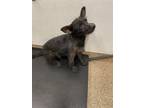 Adopt SCOTTY a Cairn Terrier, Mixed Breed