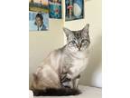 Adopt Mr Cloud a Siamese, Domestic Short Hair