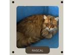 Adopt Rascal a Abyssinian