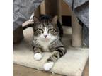 Adopt Titi Bonded w/ Baby Jewel--Great indoor/outdoor cat! $50!
