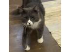 Adopt Lovebug--Loves other cats! $50! a Domestic Long Hair